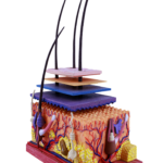 Functie en bouw van de huid vergoedhuidonderzoek Nederland