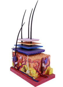 Functie en bouw van de huid vergoedhuidonderzoek Nederland